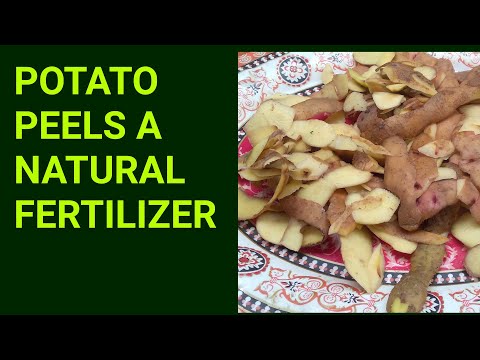 Video: Hur använder man potatisskal som gödning?