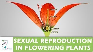 SEXUAL REPRODUCTION IN FLOWERING PLANTS