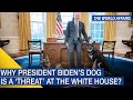 The World Affairs | Why president Biden’s dog is a ‘threat’ at the White House? | FBNC