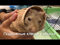 Лечу крыса Маффина от КЛЕЩЕЙ