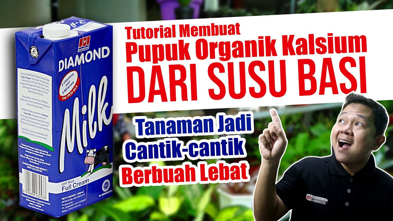 CARA MEMBUAT PUPUK ORGANIK CAIR KALSIUM DARI SUSU BASI