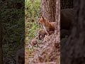 Los cachorros de zorro cachorros más hermosos y tiernos que he visto!!!