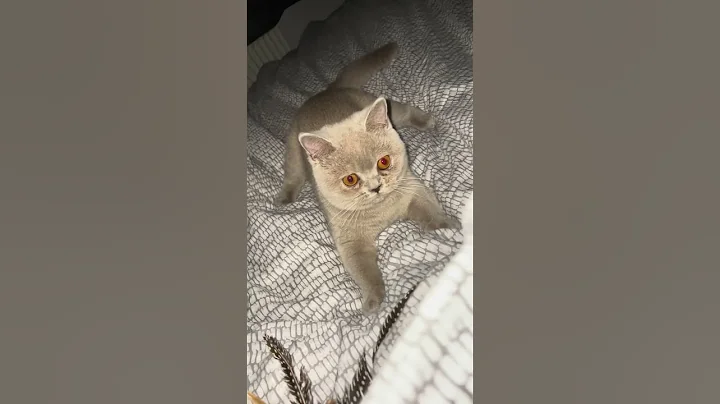 Watch the video about Adorable British Shorthair Kittens Taking Over Your Feed #fok #fypviral