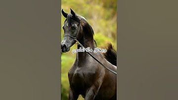 والخيل والبغال والحمير #تلاوة_مؤثرة #إسلام_صبحي #اقنباسات #لايك #خيل #علم_النفس #تلاوة_خاشعة