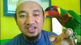 TIPS MEMBUAT BURUNG NURI BISA BERBICARA