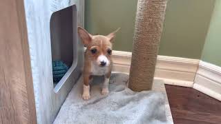 Baby “Makita” our 8 week old Basenji puppy