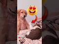 🎬 Cute Dogs & Cats Try Not To Laugh Challenge 2026 | Funny Pet Moments #trendingshorts #funnypets