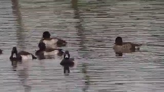 1041211宜蘭下埔鳳頭潛鴨1