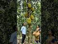 jack fruit ki harvesting easy and simple