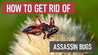 How to Control Assassin Bugs [DIY Pest Control]