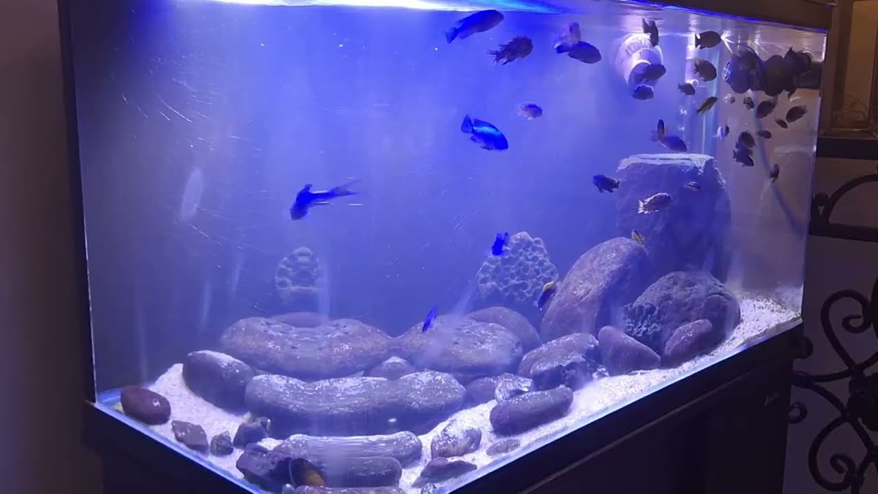 *Hatchery* Update 2026—Breeding Season is almost done