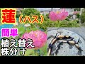 【初心者でも簡単植え替え】100均とホームセンター用品だけでできる蓮(ハス)の植え替え方法2022　メダカ睡蓮ビオトープ