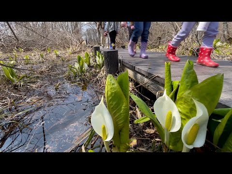 石狩市@マクンベツ湿原