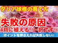 【失敗の原因はコレです！】ダリア球根の栽培で失敗する方は必ずコレをしてます‼︎植え付けるタイミングは4月いこうでOK!開花したら大量の切花♪Ver328【カーメン君】【チューリップ】【球根】【宿根草】