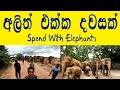       pinnawala elephant orphanage travelwithlahiru    