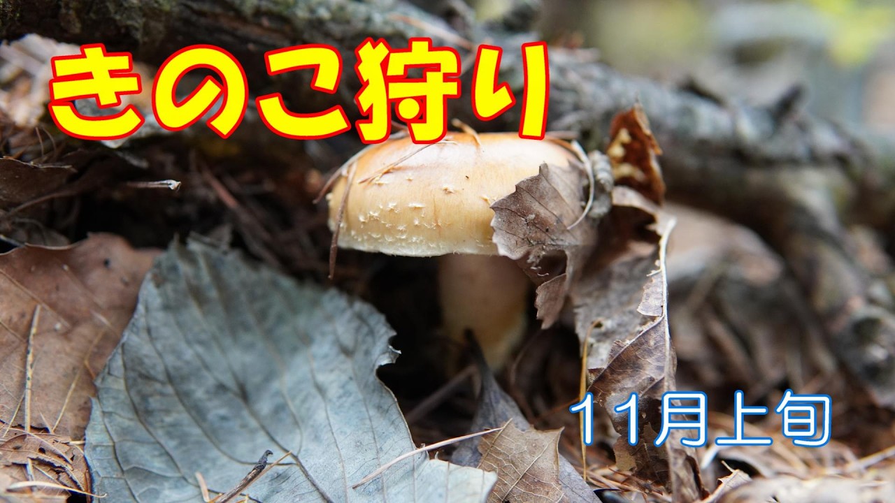 【きのこ狩り 2024年#25 】ムキタケ・チャナメツムタケ・キヌメリガサでてきました!!　晩秋の森の🍄 　　　 撮影日 11月9.10日