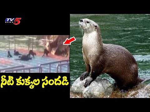 శ్రీశైలం డ్యామ్‌లో నీటి కుక్కల సందడి | Otters Come Out of Water to Play in Srisailam Dam | TV5 News