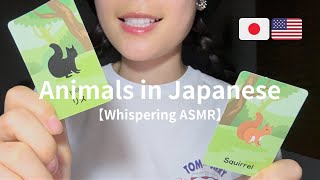 【🇯🇵🇺🇸🇬🇧】ASMR: Teaching you Japanese - Names of Animals🐰 screenshot 3