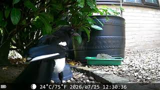 Under the Hedge - Magpies and Crows 20260726