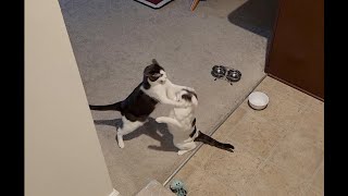 Cat Fight Before Every Breakfast