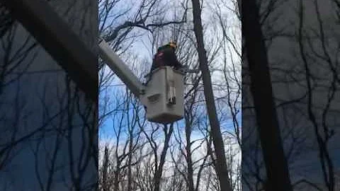 Storm damage tree