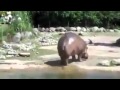 L'incredibile scorreggia dell'ippopotamo!