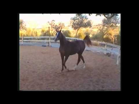 Arabian Horse PRINCE KHALDOON -
