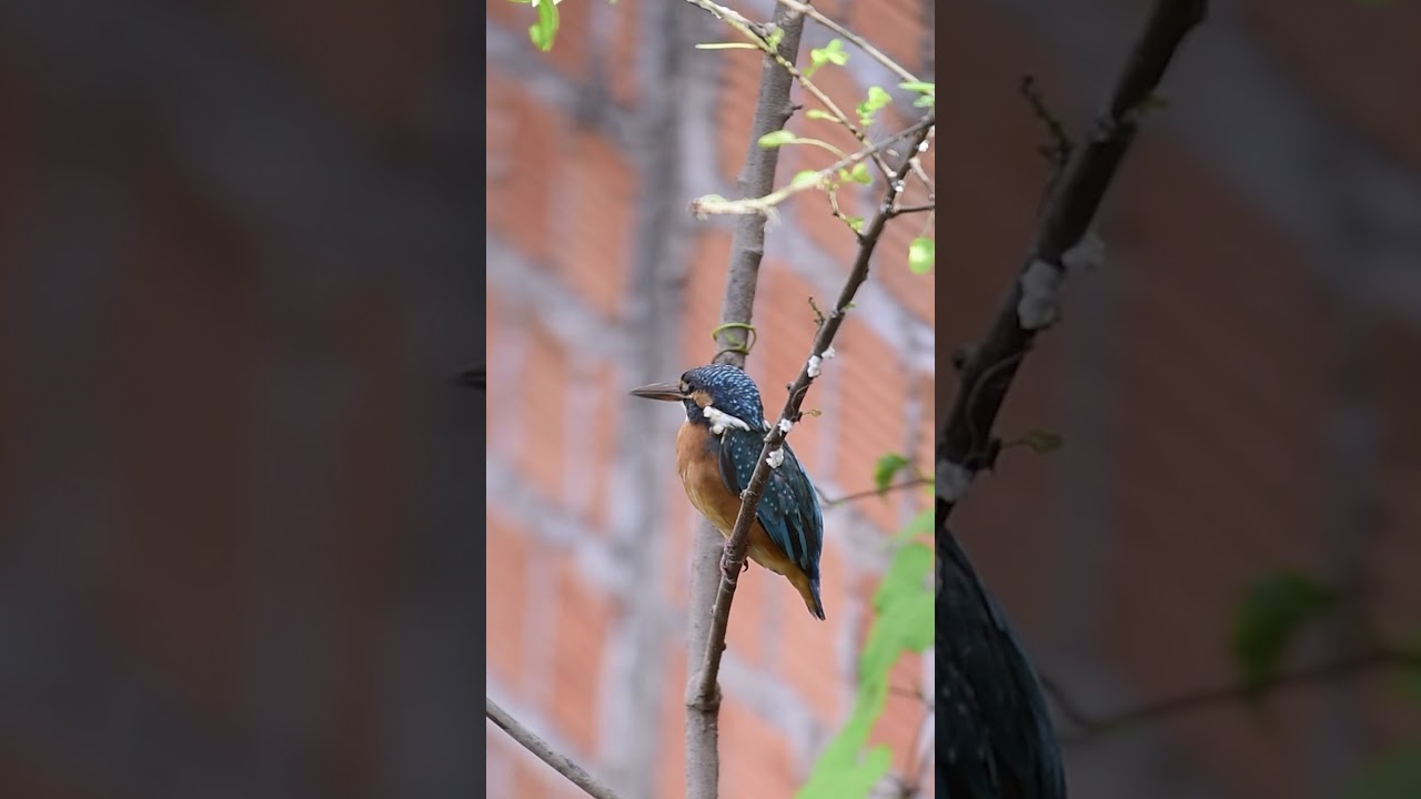 Daily update Common Kingfisher  