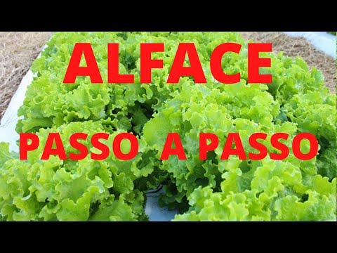 Vídeo: Temporada de cultivo de alface: como e quando plantar alface