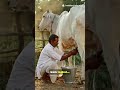 Before vs After Animal Transformation 🐄 | Milk Increase Tips | Calcium Supplement Result
