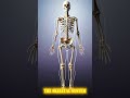 The Secret Job of Your Skeleton!