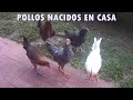 CRÍA DE POLLOS EN CASA