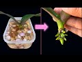 Revealing the magical secret that makes weak orchids take root quickly