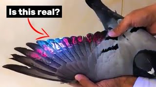 UV Fluorescent Pigeon Wings - Viral Video Explained!