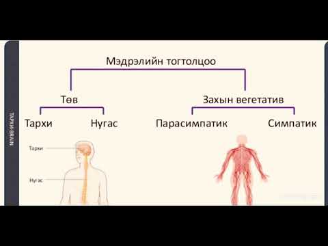 Видео: Глоссофарингийн мэдрэлийн гол үүрэг юу вэ?