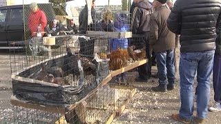 ПТИЧИЙ РЫНОК ПЕРЕЕХАЛ ПТИЧИЙ РЫНОК ПЕРЕЕХАЛ