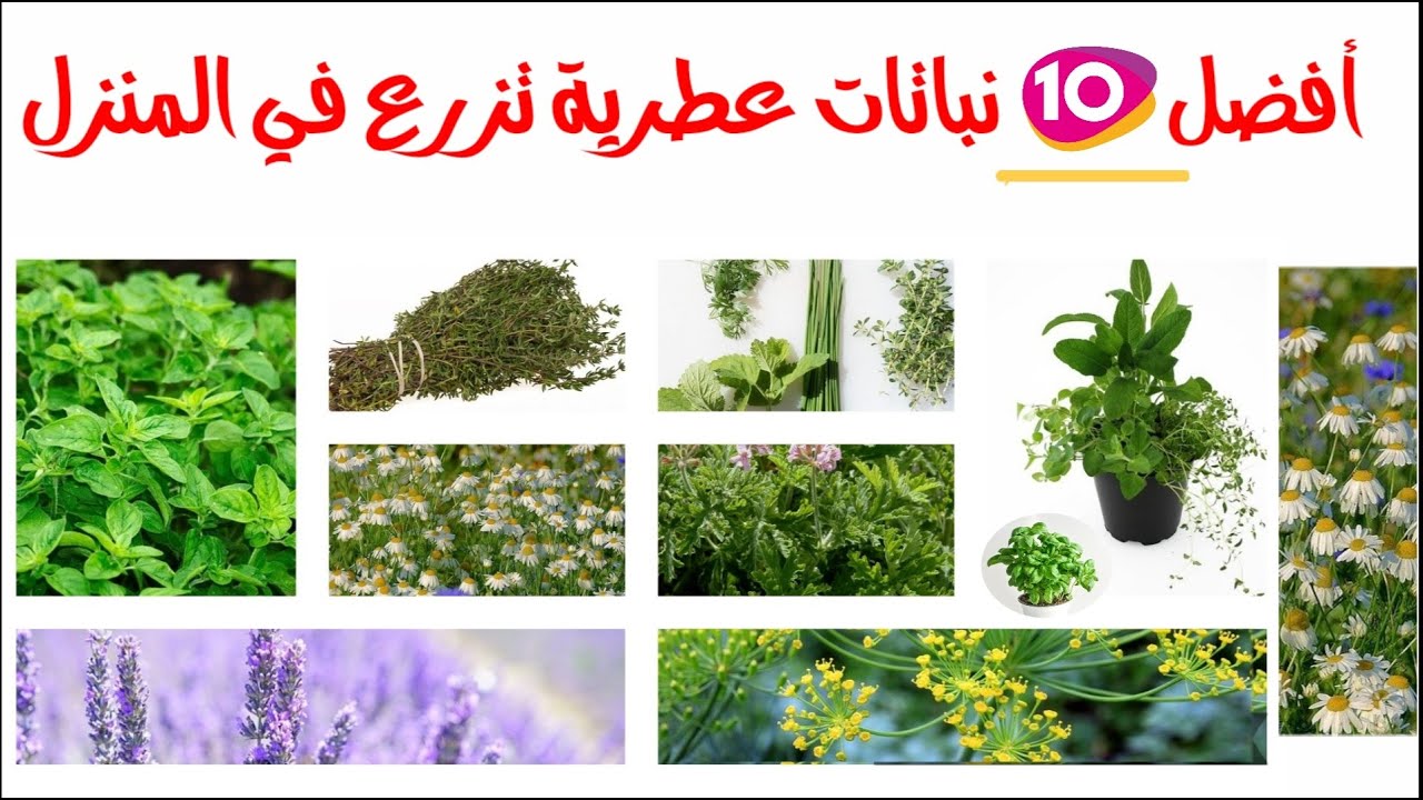 أفضل 10 نباتات عطرية و طبية تزرع في المنزل بسهولة