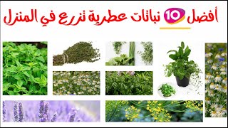 أفضل 10 نباتات عطرية و طبية تزرع في المنزل بسهولة