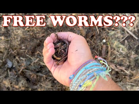 Video: Vermiculture Feeding - Wie man Kompostwürmer richtig füttert