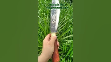 mèo đa năng đi rừng 🌿☘️