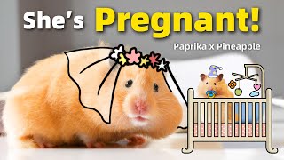 My Hamster Is Pregnant!