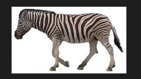 Walking Zebra