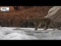 A wild snow leopard walks over the frozen indus