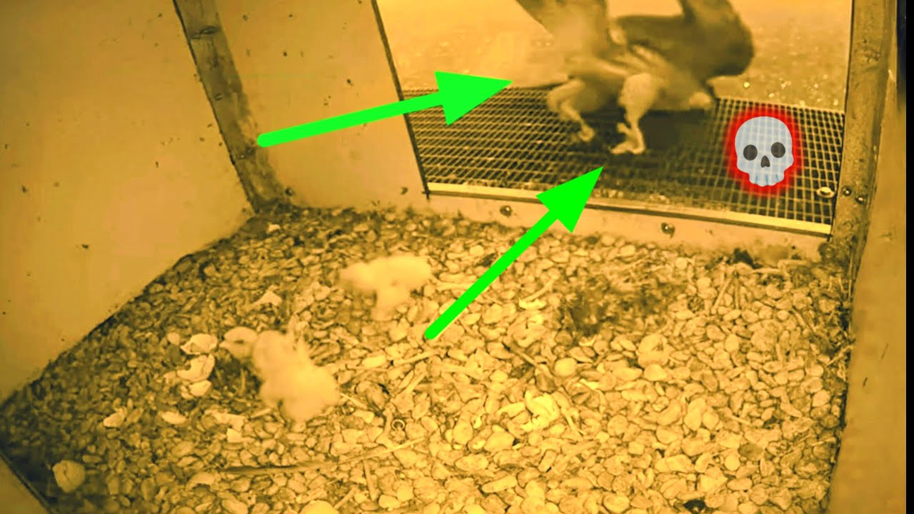 Induk falcon mendadak ke jung ke jung sperti ke r4cun4n