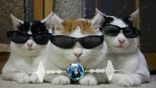 Montagem Miau Top Trending Funk By Phonkify