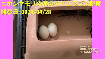 【For Work】 RPi-Cam-Web-Interfaceを用いたニホンヤモリの卵のTimelapse観察 2024年04月28日