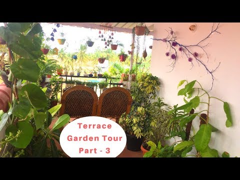 Terrace garden tour part-3 || Terrace garden overview||Backyard Gardening