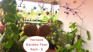 Terrace garden tour part-3 || Terrace garden overview||Backyard Gardening