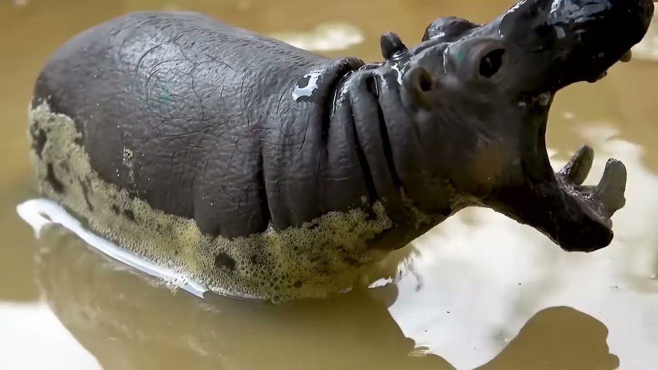 Бегемот спасает Молнию Маккуина и Диснеевский автомобиль от ...