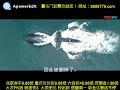 红海行动这些被删减的镜头, 只能在美国看到。高清版 高清